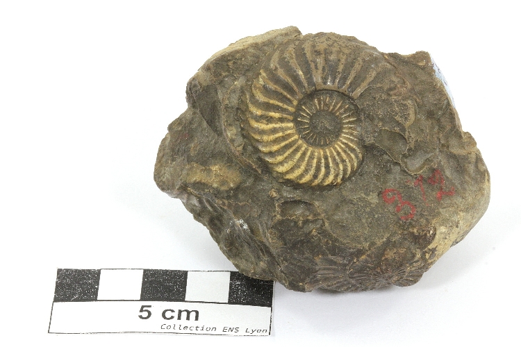 Amaltheus margaritatus Calcaire fossilifère riche en ammonites (Amaltheus margaritatus)    